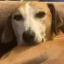 see about me Doctor Cthulhu Discord Server Icon