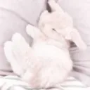 ﹺﹺ