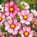 cosmos cozy corner