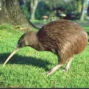 Kiwiintheshadow