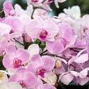 Orchid 🌺