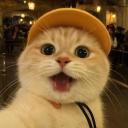 🛠 77 MeowStation - Social &...