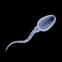 Sperm Dihhnazty