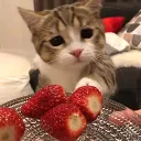 🍓| Locsi fecsi