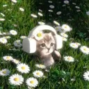 ⊰ mèo ⊱