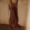 arvins 1 inch d Discord server icon