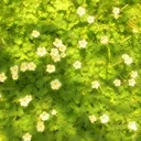 ౨ৎ˚ Blossom’s Garden 𓂃