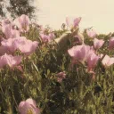 ʚ primrose ɞ