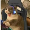 Gatitos