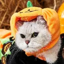 Gatitos