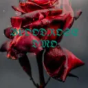 𝐁𝐋𝐎𝐎𝐃𝐑𝐎𝐒𝐄 𝐃𝐌𝐎.