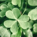 green cl0ver