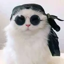 Stitch's Portfolio
