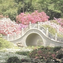 ♡‧₊˚ Soft Spring ˚₊‧♡ Discord server icon