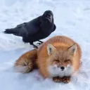 the crows