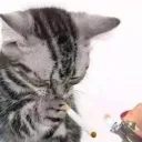 ＬＩＤＤＯＳ
