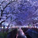 Midnight's Blossom