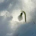 ＳＮＯＷＹ ＧＡＲＤＥＮ