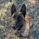 Little Malinois’s