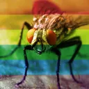 The Official Fly Fanclub (but gay)