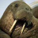 Walrus Tag | COMING SOON