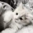 ᴀᴅᴏʀᴇ ꨄ