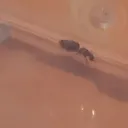 ant life