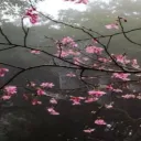 SW's Services Banner