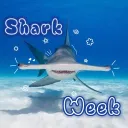 ⋆˚꩜｡🦈๋࣭⭑ Shark Week ·ᝰ.ᐟ⋆˚꩜｡