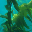 Kelp's Kingdom icon