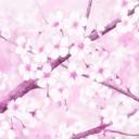 Blossom |1/1