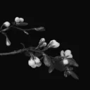 𐔌   һᥲrm᥆ᥒᥡ   𐦯