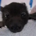 Vamp_re's Bats