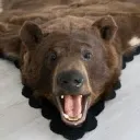 Bear Rug