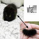 caterpillar Discord server icon