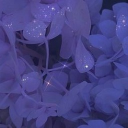 ఌ✧Angel’s Sanctuary✧ఌ Discord server icon