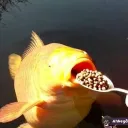 HRT