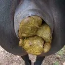 YOBOI BABY NIGGER GREG RETARDED