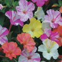 In construction Discord server icon