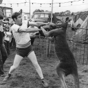 Kiwi Kiwi Kiwi (Aussie)