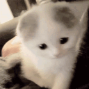 cat facility ♡˳೫˚∗ /purr tag avatar