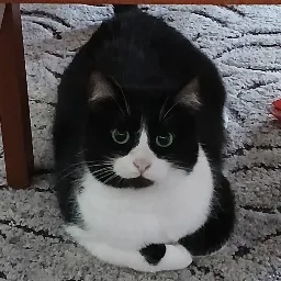 Helper house — мониторинг Discord сервера, статистика и рейтинг