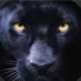 Black Panther Hangout