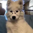 snosy