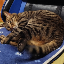 誰かと一緒に勉強したい Discord server icon