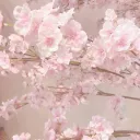 Cherry Bloom