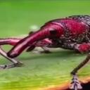    itchy weevils of whoovile    Discord Server Icon