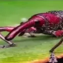🎄 itchy weevils of whoovile 🎄