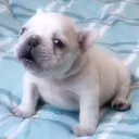 kytherial’s pibbles