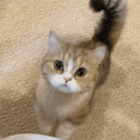 𝐖𝐎𝐎𝐉𝐈𝐍 𝐌𝐀𝐑𝐊𝐄𝐓 👑